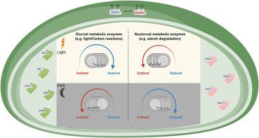 Two opposing redox signals mediated by 2-cys peroxiredoxin shape the redox proteome during photosynthetic induction