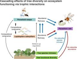 Cascading effects of tree diversity loss on herbivore-parasitoid interactions