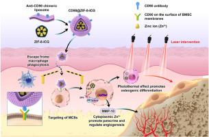 Mechanism and regulatory strategy study on promoting vascularized bone regeneration via intracellular zinc ion transport