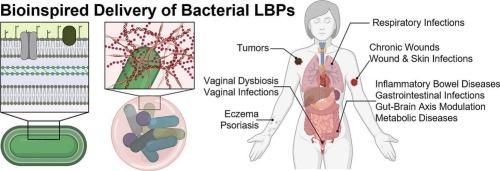 Bioinspired approaches to encapsulate and deliver bacterial live biotherapeutic products