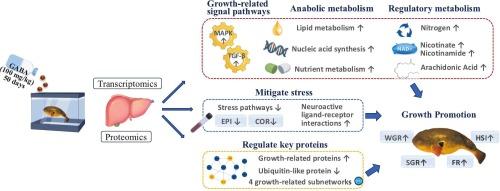 Transcriptomic and proteomic insights into the growth-promoting mechanisms of dietary γ-aminobutyric acid (GABA) in tawny puffer (Takifugu flavidus)