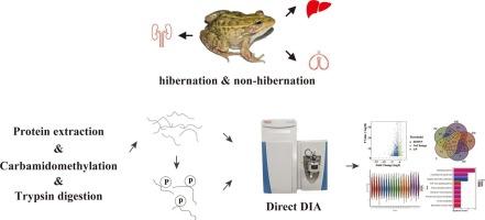 Deciphering multi-organ protein regulatory strategies in the Asian frog, Pelophylax nigromaculatus during hibernation to elucidate energy homeostasis maintenance mechanisms