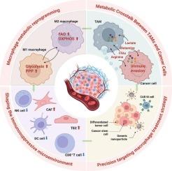 Metabolic insights into TAMs and the tumor immune microenvironment: Regulatory mechanisms and therapeutic interventions