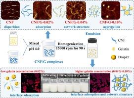 Low-concentration CNF stabilized Pickering emulsions: The assisted role of low-concentration gelatin