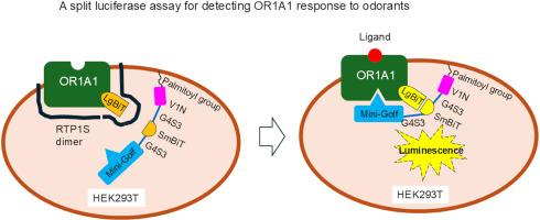 A sensitive split luciferase assay for detecting olfactory receptor response to odorants