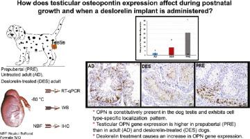 Osteopontin expression in prepubertal and adult dog testes and the effect of slow-release deslorelin implants (Suprelorin® 4.7 mg)
