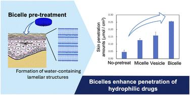 Bicelle-induced skin penetration mechanism for hydrophilic molecules