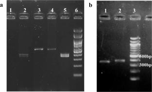 Exploring the Potential of miRNA-92a-3p as Lead for Sequence-Based Therapies for Malaria