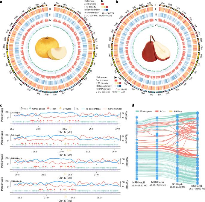 Haplotype-resolved, gap-free genome assemblies provide insights into the divergence between Asian and European pears