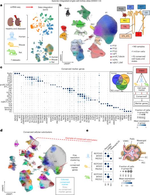 Analysis of individual patient pathway coordination in a cross-species single-cell kidney atlas