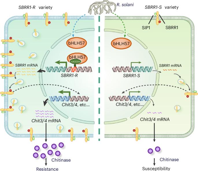 SBRR1-R variant regulates sheath blight resistance in rice