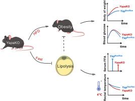 Adipose tissue-specific Yap knockout exacerbates diet-induced obesity through suppression of lipolysis