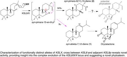 Uncrossing the ‘X’: Characterization of alternative alleles for KSLX in Oryza