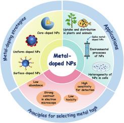 Environmental behavior and analytical strategies of metal-doped nanoplastics: From labeling techniques to single-particle tracking