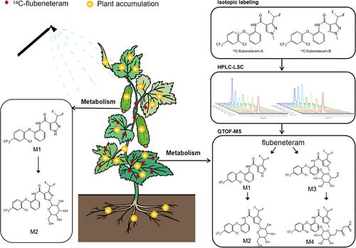 Insight into the Fate of the Novel SDHI Pesticide Flubeneteram in Cucumber: Multiposition Carbon-14 Labeling Assistance