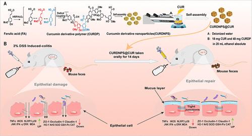 Eliminating ROS and Alleviating Inflammation to Restore the Integrity of Intestinal Epithelium in DSS-Induced Ulcerative Colitis by a pH-Responsive Delivery System of Curcumin