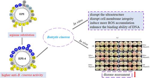 The Antifungal Ability of Amino Acid Substitution of Antimicrobial Peptide Epinecidin-1 to Botrytis cinerea in Peach Fruit