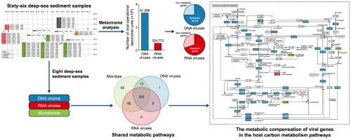 Viruses are a key regulator of the microbial carbon cycle in the deep-sea biosphere
