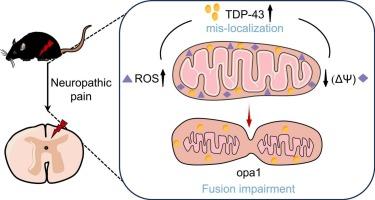 TDP-43 mediated oxidative stress induced mitochondrial dysfunction in neurons and hyperalgesia in sciatic nerve injured mice