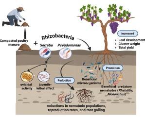 Integrated bio-based approaches for suppressing root-knot nematodes and enhancing grapevine performance in sandy soils