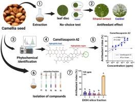 Camelliasaponins A1 and A2 extracted from camellia (Camellia japonica var. japonica) seeds are key antifeedant compounds against the larvae of diamondback moth (Plutella xylostella L.)