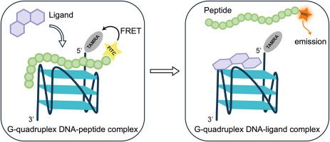 Screening of G-quadruplex DNA ligands by fluorescence detection of peptide displacement