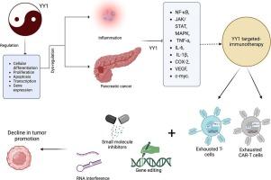 Role of YY1 in pancreatic ductal adenocarcinoma: Mechanisms and therapeutic perspectives