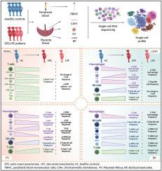 Single-cell RNA sequencing reveals systemic and placental immune landscape in preeclampsia