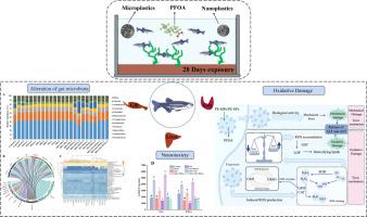 The exploration of chronic combined toxic mechanisms of environmental PFOA and polyethylene micro/nanoplastics on adult zebrafish (Danio rerio), using aquatic microcosm systems