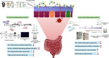 Synbiotic regulation of chronic intestinal inflammation by Sargassum horneri fucoidan and Lactobacillus plantarum