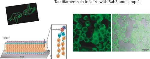 Internalization of external tau aggregates co-localize with early endocytic markers and lysosomes