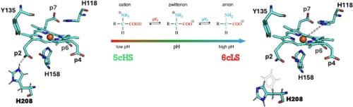 One single hydrogen bond guarantees conformational stability and activity in coproheme decarboxylase from Corynebacterium diphtheriae