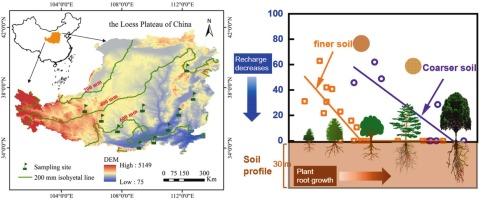 Rooting depth governs groundwater recharge in agroforestry systems: Implications for water sustainability under dryland afforestation