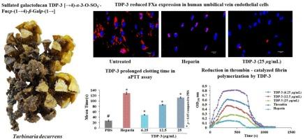 Anticoagulant potential of sulfated galactofucan Turbinaria decurrens (Bory de Saint-Vincent, 1828) in human umbilical vein endothelial cells: A marine-derived approach to thrombotic disorder management