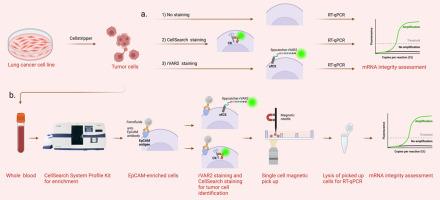 Identification and isolation pipeline for single cell transcriptomic of magnetically enriched tumor cells