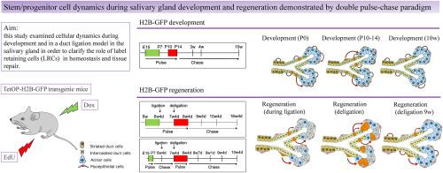 Stem/progenitor cell dynamics during salivary gland development and regeneration demonstrated by the double pulse-chase paradigm