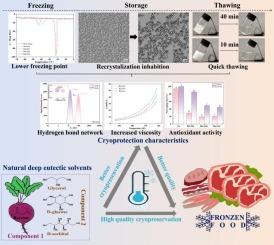 Betaine-based natural deep eutectic solvents (NADESs) for enhanced cryoprotection: Insights into hydrogen bonding behavior and antifreeze mechanisms