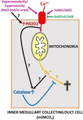 Hyperosmolarity-induced activation of PIEZO1 engages detrimental calcium/oxidative stress signaling and adaptive catalase response in renal inner medullary collecting duct (mIMCD3) cells