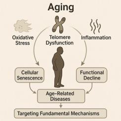 Telomere-targeted medicine: Bridging molecular mechanisms and clinical applications in age-related diseases