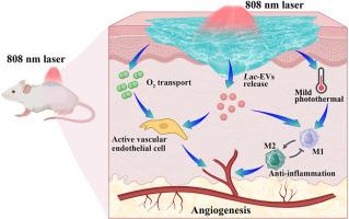 Lactobacillus extracellular vesicle-driven oxygen-releasing photothermal hydrogel reprograms macrophages and promotes angiogenesis to accelerate diabetic wound healing