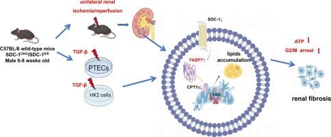 Syndecan-1 regulates lipid metabolism and mitigates fibrosis during the transition from acute kidney injury to chronic kidney disease