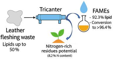 Solvent-free biorefinery of leather fleshing waste into FAMEs and nitrogen-rich co-products