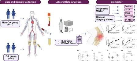 Association of autophagy-related proteins in serum and synovial fluid with the severity of knee osteoarthritis