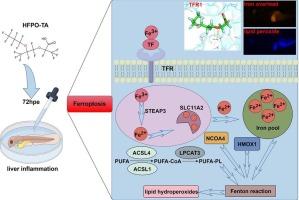 HFPO-TA induces liver damage and ferroptosis in zebrafish by disrupting iron metabolism homeostasis