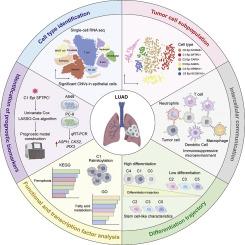 Single-cell RNA sequencing reveals palmitoylation-driven cellular heterogeneity and prognostic biomarkers in lung adenocarcinoma