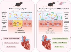 Genetical TRPV4 deletion-associated gut microbiota alleviates cardiac dysfunction in mice with diabetic cardiomyopathy