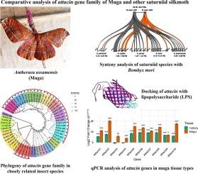 Genome-wide analysis reveals expansion and structural rearrangements of the attacin gene family in saturniid silkmoths