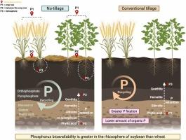 Speciation, spatial distribution and bioavailability of phosphorus in a tropical soil cultivated with soybeans and wheat as affected by soil tillage in a long-term field experiment