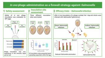 In ovo phage administration to mitigate Salmonella Typhimurium colonization in broiler chickens – A new firewall strategy for the poultry industry