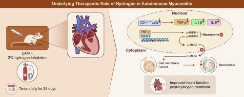 Hydrogen protects against autoimmune myocarditis by inhibiting necroptosis via the TNF/TNFR1 signalling pathway
